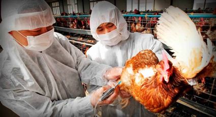 “Al comunicar el caso de la influenza aviar hubo un problema gravísimo de comunicación del Sector Salud”: Especialista