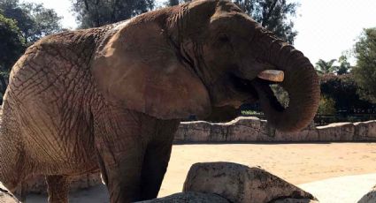 Justifican autoridades de CDMX vida feliz de elefanta Ely en zoológico de Aragón