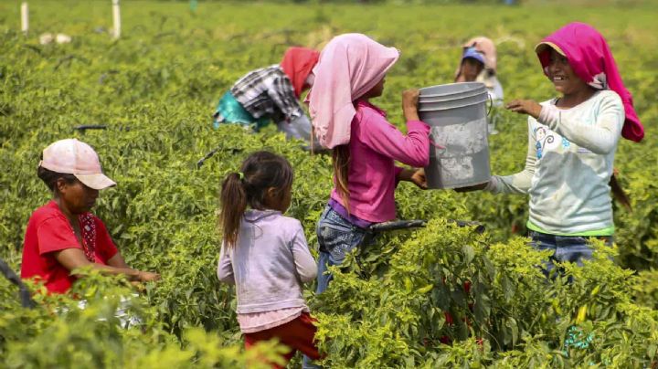 Cae 7.9% el gasto público para prevenir el trabajo infantil en México
