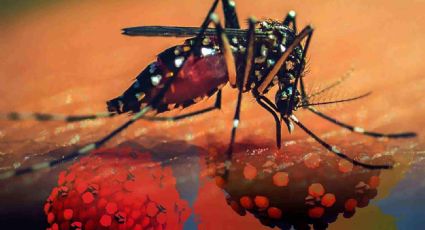 5 consejos para cuidarte del dengue en esta temporada de lluvias