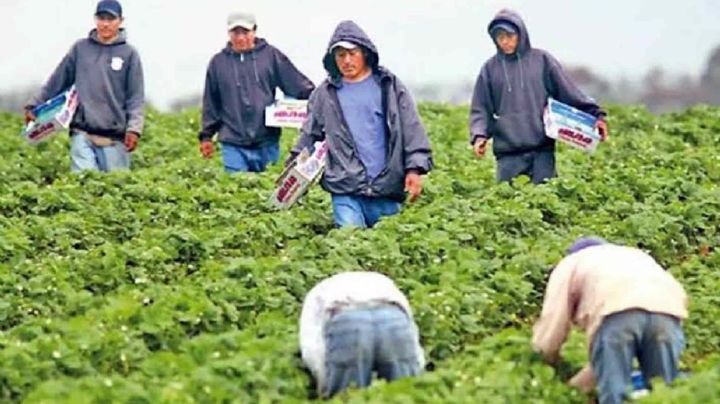 Diputada de Morena promueve empleo de jornalero en EU