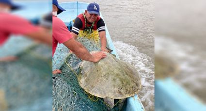 A salvo: rescatan a tortuga en costas de Veracruz