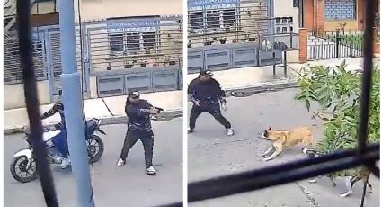 VIDEO: Perritas callejeras salvan a hombre de asalto armado