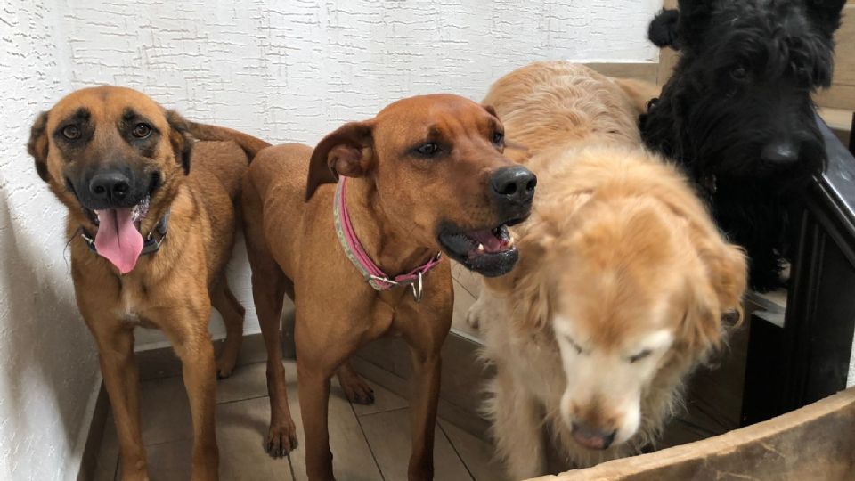 La Fundación “Mil Oportunidades” ha rescatado a muchos perros y gatos de una vida de maltrato en las calles.