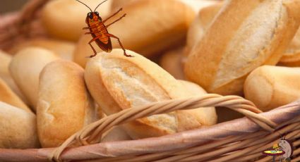 ¿Torta de cucaracha? Encuentra insecto dentro de un bolillo que compró en panadería de Pachuca
