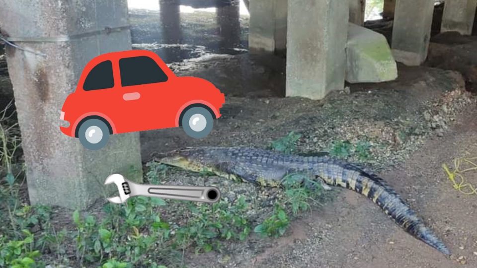 El reptil se encontraba bajo un automóvil y más tarde fue trasladado para liberarlo
