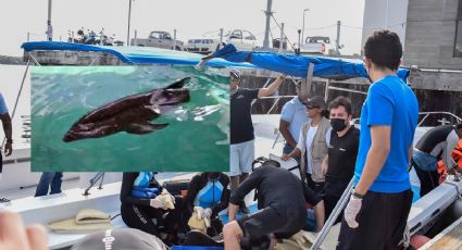 Delfín liberado en Veracruz vuelve a encallar en playa Chachalacas
