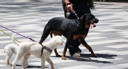 Jornada masiva de esterilización de mascotas en la Ciudad de México