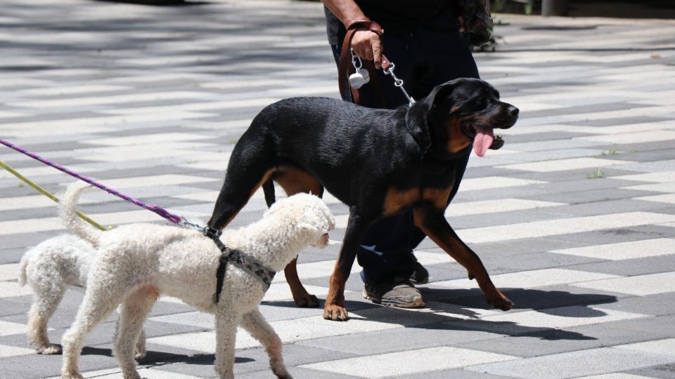 Sedema ofrecerá esterilización gratuita de perros y gatos en la Ciudad de México.