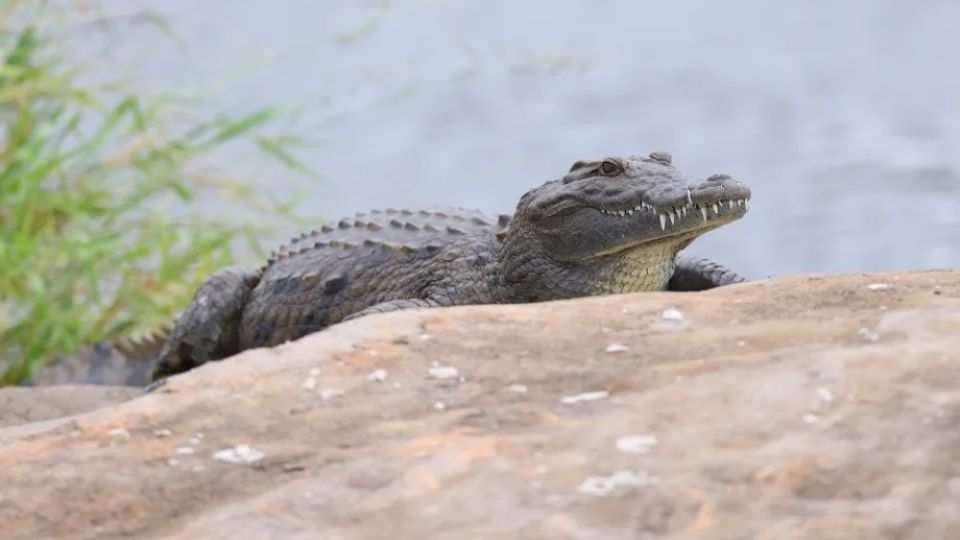 De acuerdo con algunos vecinos, el menor de 8 años se encontraba disfrutando en el río cuando fue atacado por el cocodrilo