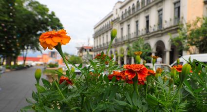 Con flores de cempasúchil inicia conmemoración del Día de muertos