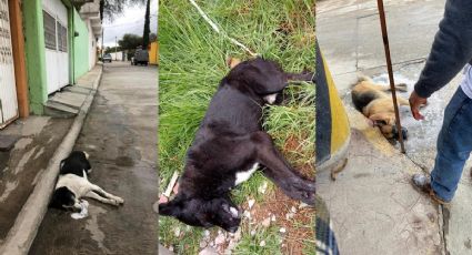 Alerta envenenamiento de perros en Hidalgo, tras campaña de odio