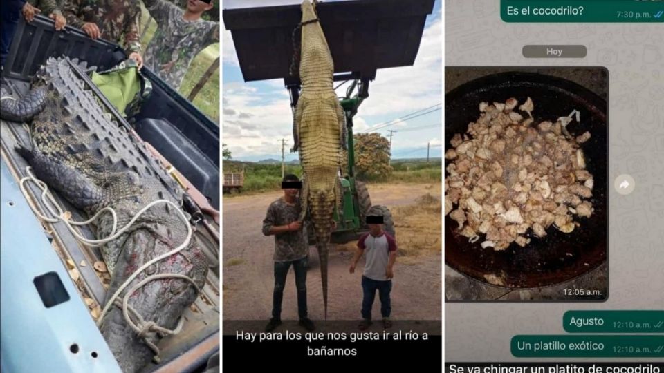 En las imágenes que circulan en redes sociales se ve al cocodrilo capturado en una camioneta tipo pick up y se puede observar la participación de por lo menos un policía municipal