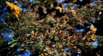 Miles de mariposas monarca llegan a Michoacán, pero ¿qué tan venenosas son?