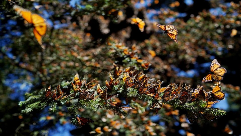 El fenómeno migratorio de la mariposa es considerado en el mundo como una maravilla de la naturaleza.