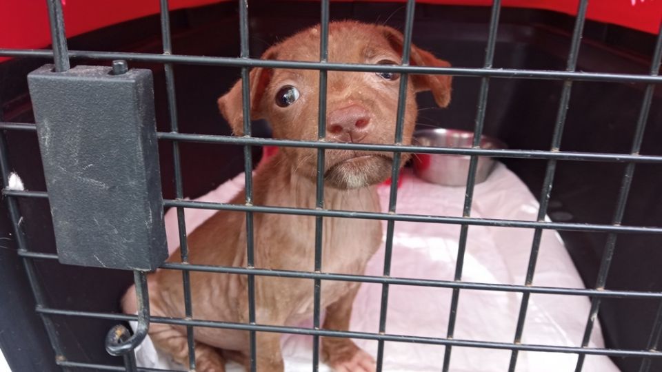 Se trata del proyecto “Patitas Viajeras”, en el que envían a perritos que fueron rechazados por adoptantes en Yucatán; en ocho años de la iniciativa, un total de 400 canes han sido colocados en hogares canadienses