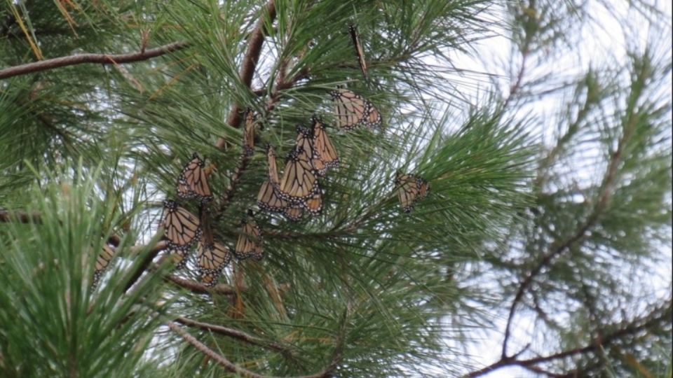 En Jerécuaro, mariposas Monarca se toman un descanso en la Sierra de los Agustinos.