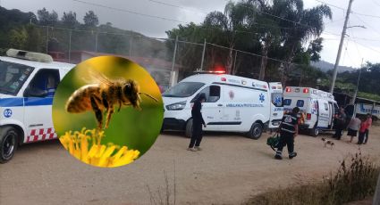 Abejas atacan a estudiantes en Xalapa: reportan 6 menores con picaduras