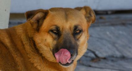 Perros con cabeza, brazo y pierna en sus hocicos exhiben narcoviolencia