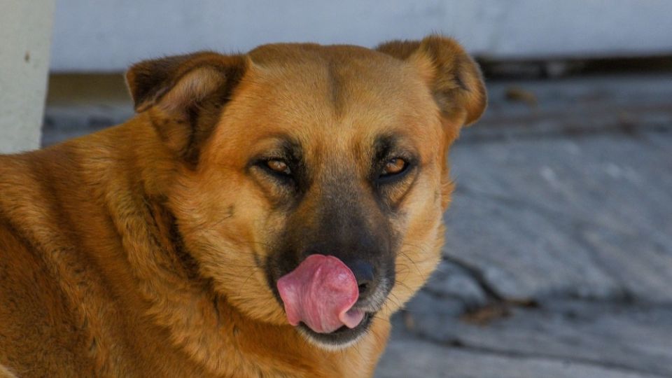 En Zacatecas, Guanajuato, Oaxaca y Estado de México se han visto perros con una cabeza, una pierna, un brazo y una columna vertebral que llevan en sus hocicos