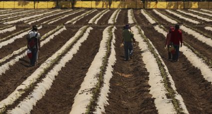 ¿Alcanzaremos la autosuficiencia alimentaria?