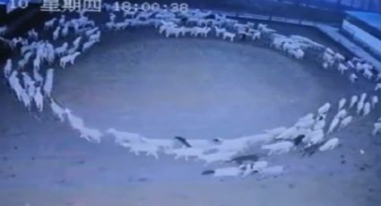 ¿Por qué este rebaño de ovejas no para de caminar en círculos?