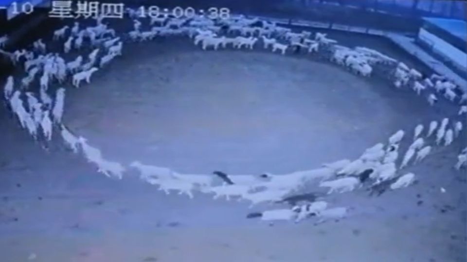 Las ovejas de un corral se han mantenido por más de dos semanas caminando en círculos.