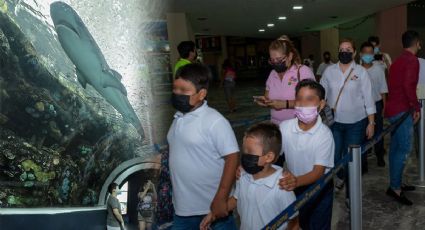Así pueden visitar escuelas gratis el Aquarium de Veracruz