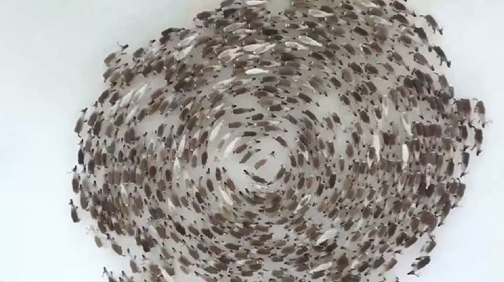 Ahora caballos, ballenas y hormigas: animales caminan en círculos, ¿por qué?