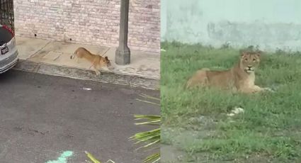 VIDEO: Reportan una leona suelta en la Riviera Veracruzana