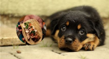 Acusan a carnicería de Xalapa de vender carne de perro