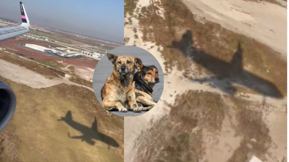 Perros evitan aterrizaje en el AIFA, denuncian
