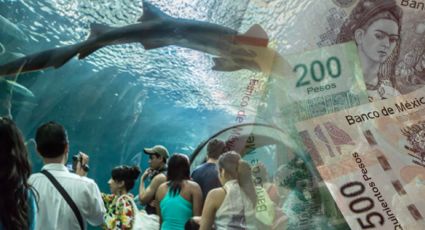 Esta cantidad millonaria recaudó PMA en 4 meses a cargo del Aquarium