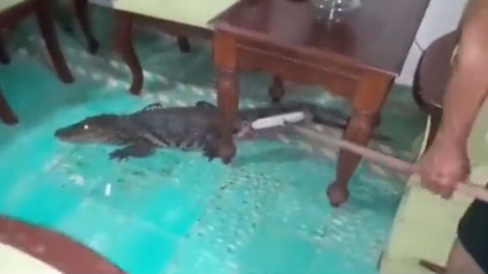 En redes sociales circula un video donde se ve a un cocodrilo, de un metro y medio de largo, que entra a una casa y se esconde debajo del sillón de la sala