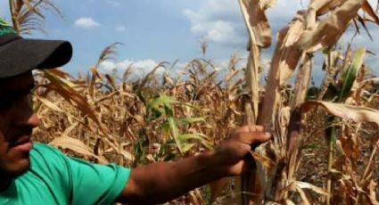 Se perdieron 190 mil hectáreas de cultivos por sequía en territorio hidalguense