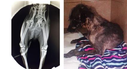 Buscan a gasero que atropelló a una perrita, debe 24 mil pesos del veterinario