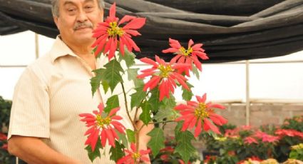 Reinventan la flor de nochebuena; crean siete nuevas variedades en Chapingo