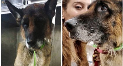 Pillo, el perro que sobrevivió al abandono y ahora lucha contra el cáncer