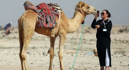 ¿Qué es la gripe del camello que afecta a asistentes a Qatar 2022?
