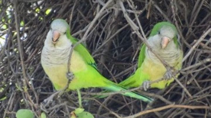 Periquito ladrón en Satélite: qué se robó y qué causó entre la gente