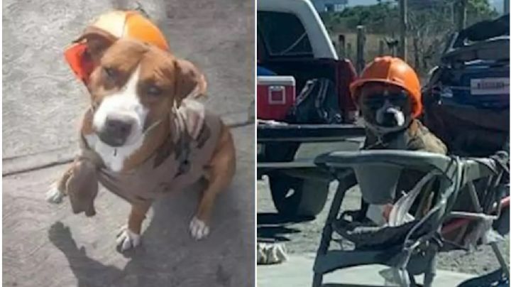 Perrito es separado de su dueño por la policía de Saltillo, desde entonces está desaparecido