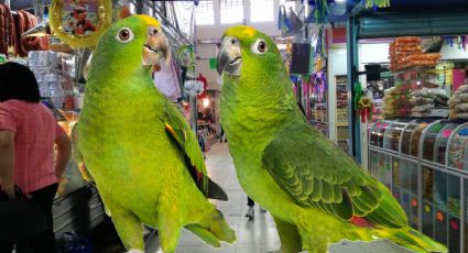 Rescatan aves de venta ilegal en mercado de Pachuca; un detenido