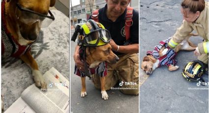 VIDEO: Este es Pepe, el perrito integrante de los bomberos de la CDMX
