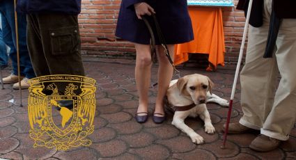 Persiste falta de empatía para apoyar a personas con perro guía: UNAM