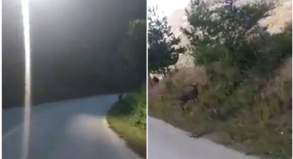 No es Bambi, captan venado cola blanca en carretera de Hidalgo | VIDEO