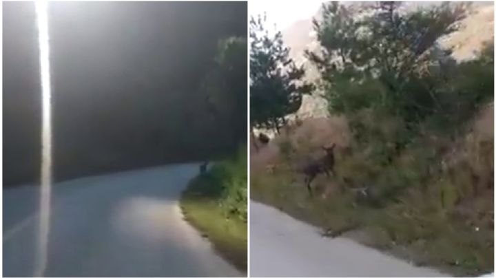 No es Bambi, captan venado cola blanca en carretera de Hidalgo | VIDEO