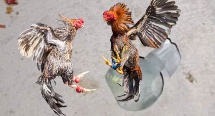 Estalla granada durante pelea de gallos en Hidalgo