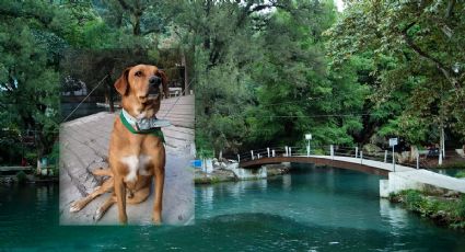 Como Hachiko, perrito de Veracruz tendrá su propia estatua