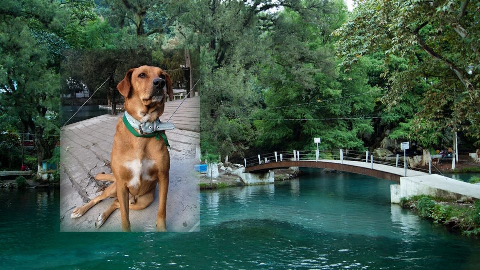 'El Guap' fue adoptado como perrito guardián de la Laguna de Nogales, en donde vivió por cuatro años