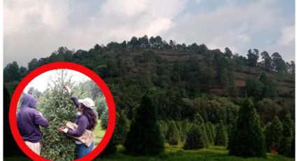 Ejidatarios ven esperanza de recuperación con venta de árboles de Navidad en región de los volcanes